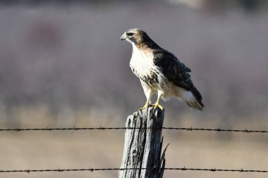 Kızıl Kuyruklu Şahin bir çit direğine tünemişti.