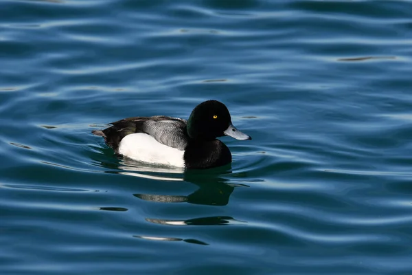 Macho Mayor Scaup Pato Drake Lago — Foto de Stock