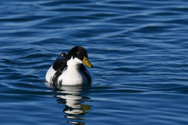 Melez Mallard ördeği Evcil ördekle karşılaştı