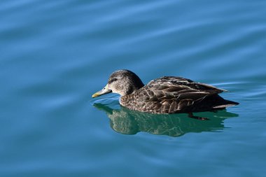 Dişi Amerikan Kara Ördeği Gölde
