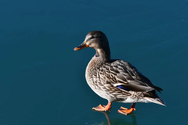 Canard Colvert Femelle Marchant Sur Lac Gelé — Photo