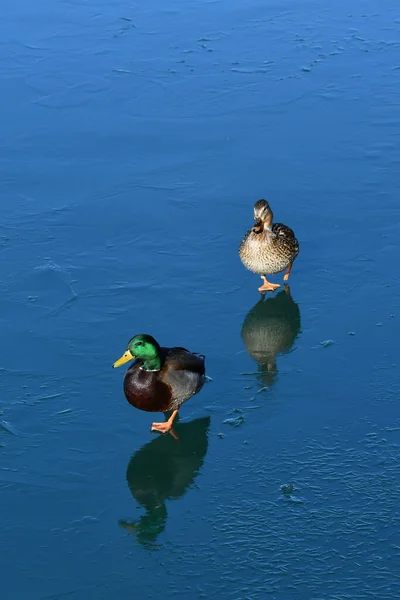 Männliche Und Weibliche Stockenten Laufen Auf Zugefrorenem See — Stockfoto