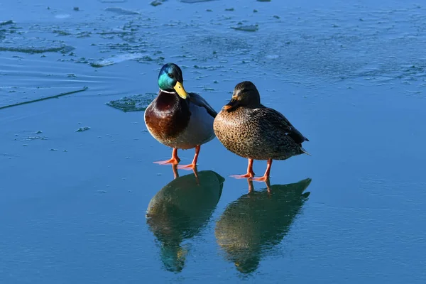 Αρσενικές Και Θηλυκές Πάπιες Mallard Που Στέκονται Στην Παγωμένη Λίμνη — Φωτογραφία Αρχείου