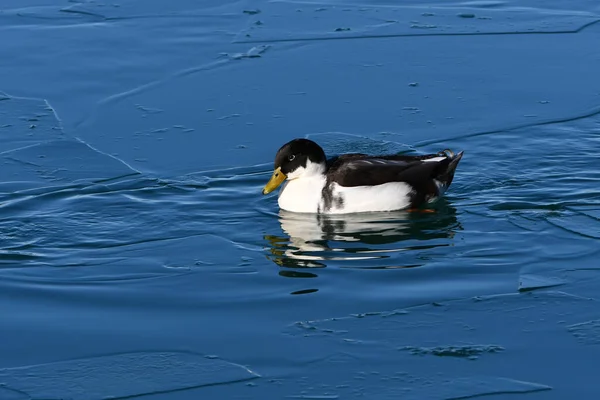 Canard Colvert Hybride Croisé Avec Canard Domestique — Photo