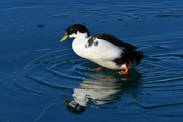 Canard Colvert Hybride Croisé Avec Canard Domestique — Photo