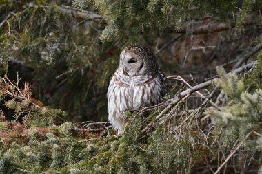 Parmaklıklı Baykuş ağaçta oturuyor