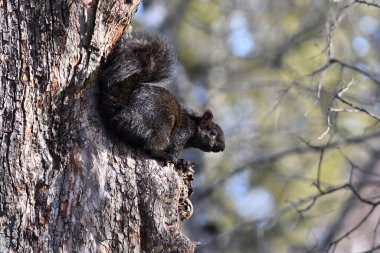 Amerikan Siyah Sincabı bir ağaca tünedi. 