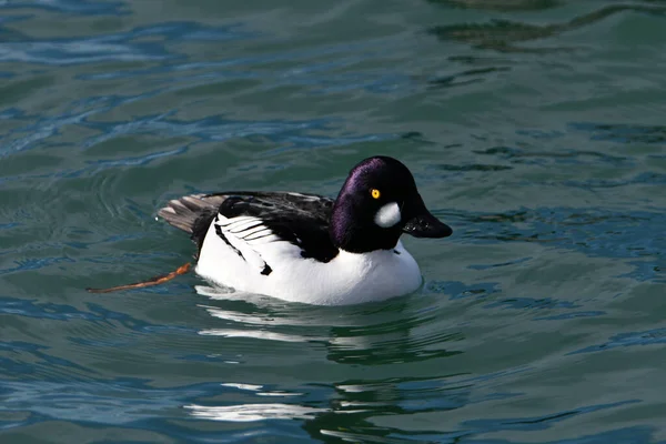 Goldeneye Comum Masculino Pato Splash Pouso — Fotografia de Stock