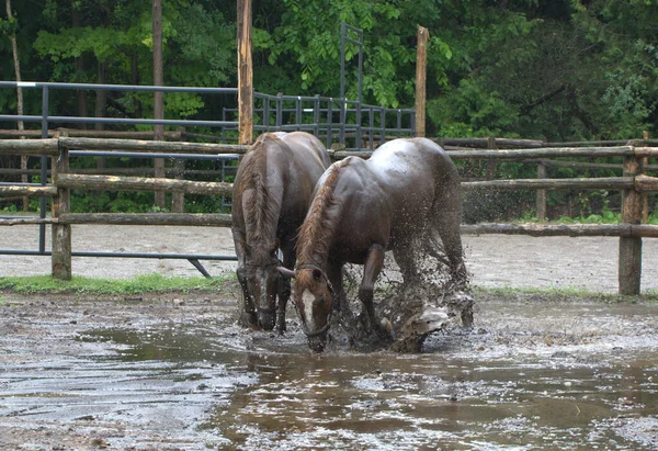 Two Horses Playing Mud Water Flooded Field — Stock Photo, Image