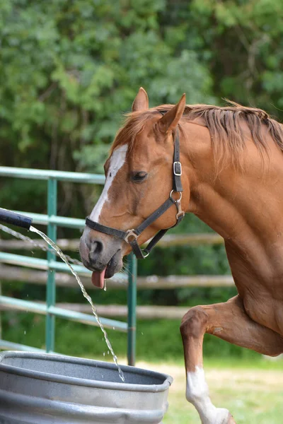 Horse playing with water filling up water trough