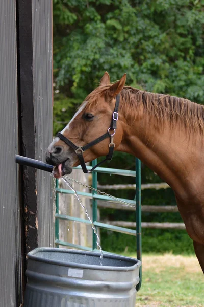 Horse Playing Water Filling Water Trough — Stock Photo, Image