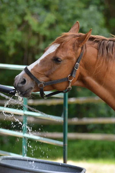 Horse Playing Water Filling Water Trough — Stock Photo, Image