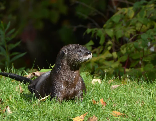 Kuzey Amerika Su Samuru