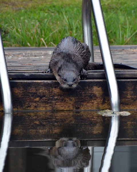 Nordamerikanischer Flussotter — Stockfoto