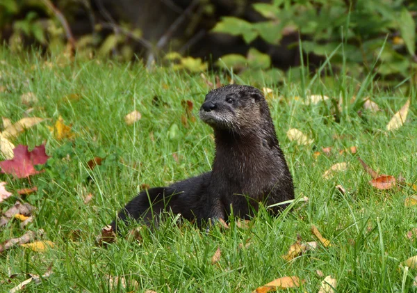 Nordamerikanischer Flussotter — Stockfoto