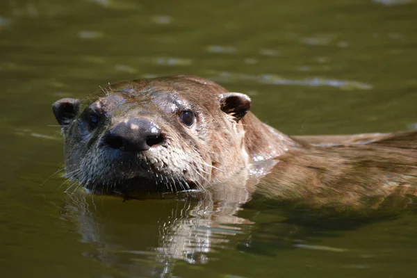 Noord Amerikaanse Otter — Stockfoto