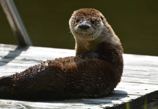 Nordamerikanischer Flussotter — Stockfoto