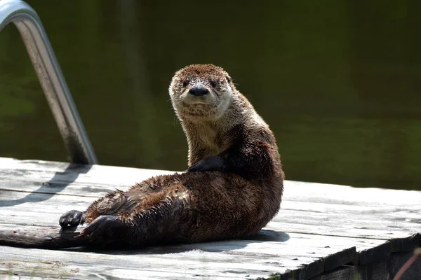 Nordamerikanischer Flussotter — Stockfoto