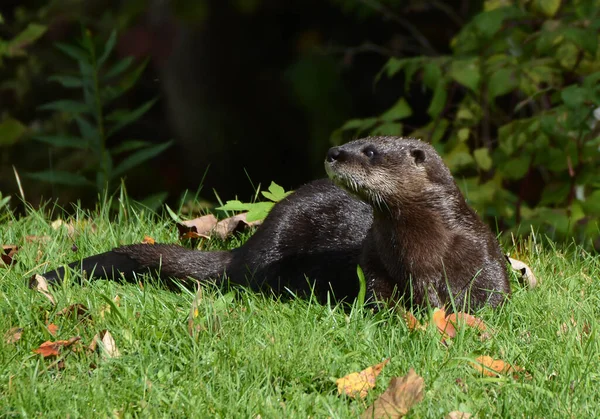 Nordamerikanischer Flussotter — Stockfoto