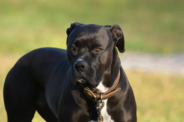 Retrato Cão Boxer Preto — Fotografia de Stock