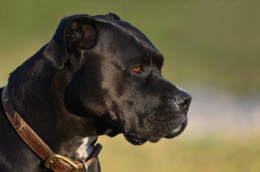 Siyah bir boksör köpeği portresi