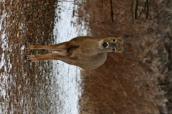 Cerf Virginie Sur Sentier Randonnée — Photo