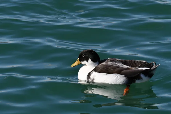 Mallard Duck Внутрішній Качок Гібрид — стокове фото