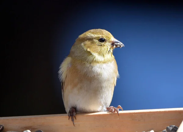 Amerykański Goldfinch Zamknąć Górę Karmnik Dla Ptaków — Zdjęcie stockowe