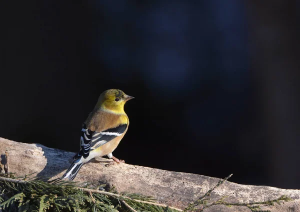 Amerikanska Goldfinch Närbild Gren — Stockfoto