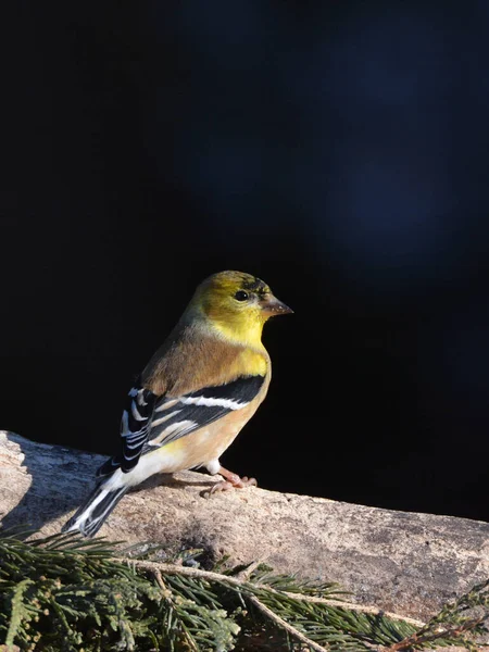 American Goldfinch Close Branch — Stock fotografie