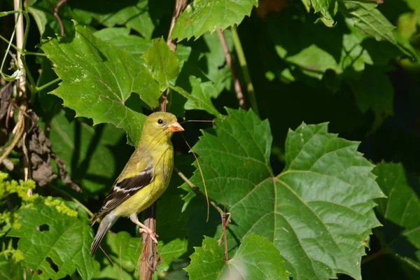 Chardonneret Amérique Perché Dans Lierre Rassemblant Des Matériaux Nidification — Photo