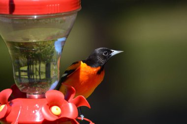 Baltimore Oriole erkek kuşu 