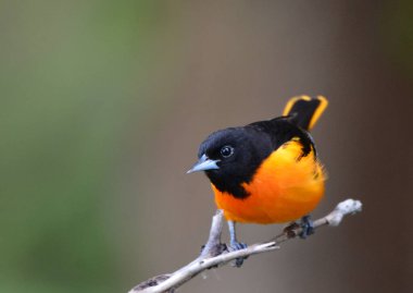 Baltimore Oriole erkek kuşu 
