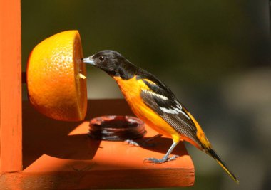 Baltimore Oriole erkek kuşu kuş yemliğinde portakal yiyor.