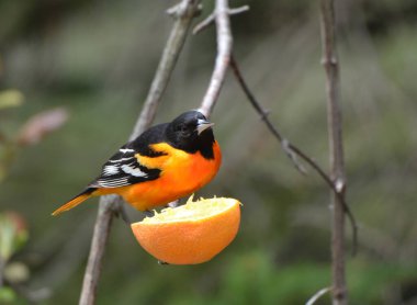 Baltimore Oriole erkek kuşu bir dalda portakal yarısını yiyor.