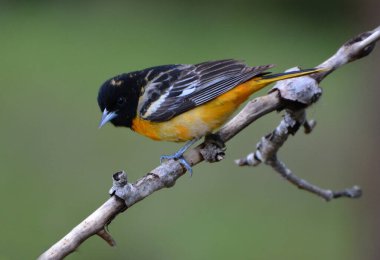 Baltimore Oriole erkek kuşu 