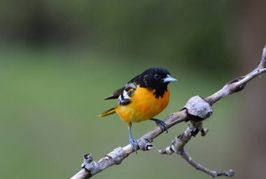 Baltimore Oriole erkek kuşu 