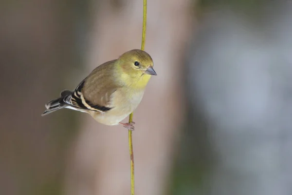 American Goldfinch Närbild — Stockfoto