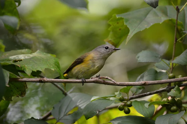 Kvinnlig Amerikansk Redstart Warbler — Stockfoto