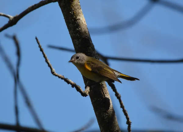 Mujer American Redstart Warbler — Foto de Stock