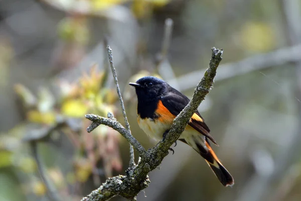 Man Amerikanska Redstart Warbler — Stockfoto