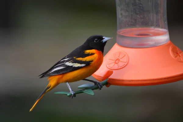 Baltimore 'lu Erkek Oriole