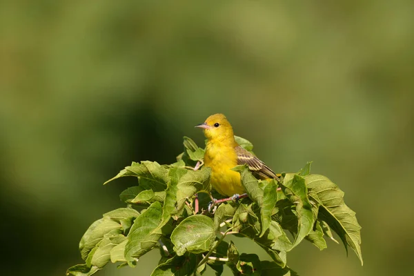 Weibchen Baltimore Pirol Hockt Einem Baum — Stockfoto