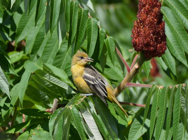 Female Baltimore Oriole Sumac Tree — Stock Photo, Image