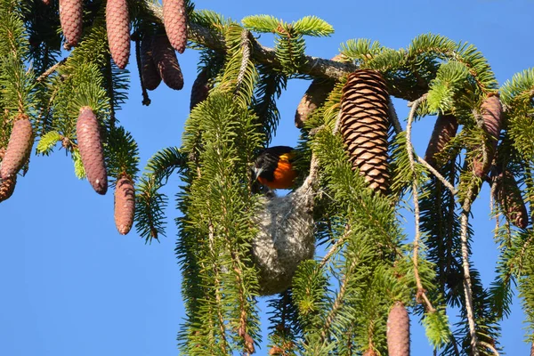 Baltimore Oriole Male Bird Nest — Stock Photo, Image