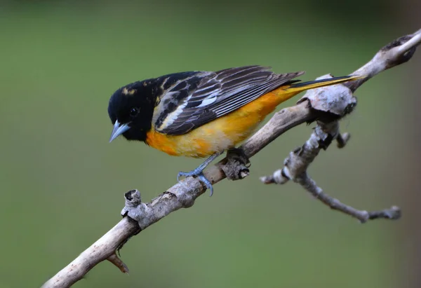 Baltimore Oriole Samiec Ptak — Zdjęcie stockowe