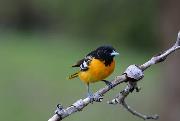 Baltimore Oriole Samiec Ptak — Zdjęcie stockowe