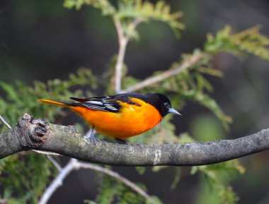 Baltimore Oriole erkek kuşu 