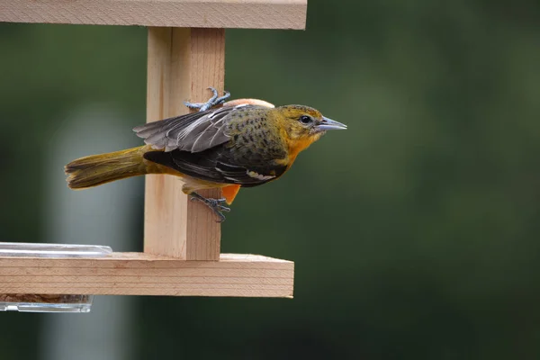 Baltimore Oriole Pássaro Fêmea — Fotografia de Stock
