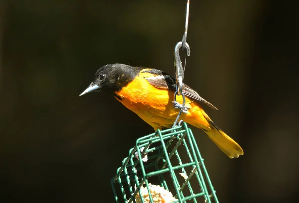 Baltimore Oriole Samiec Ptak Podajnik Cukru — Zdjęcie stockowe